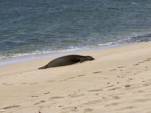 Mönchsrobben auf Hawaii